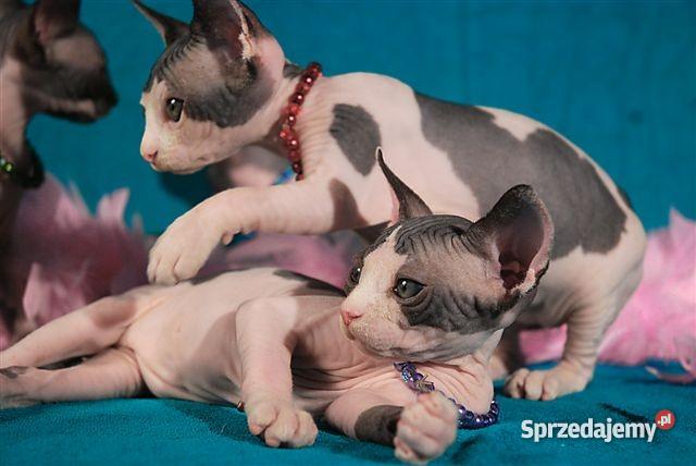 SPHYNX CANADIAN Zaprasza Cattery De TrojanS