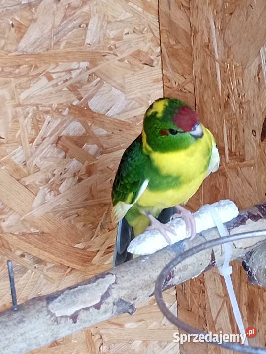 Sprzedam papugi modrolotki kozie