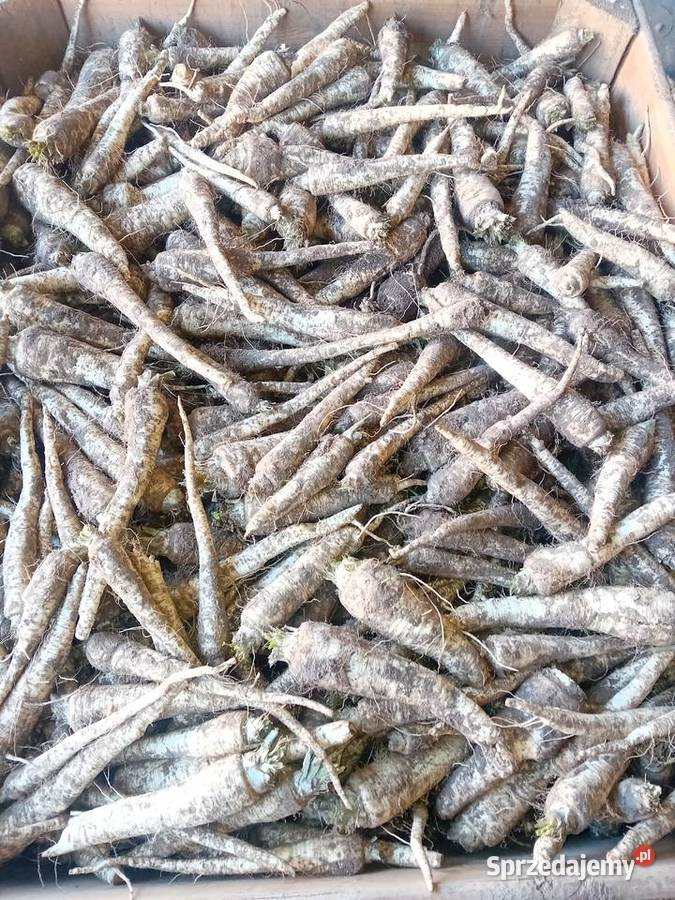 Sprzedam pietruszkę małopolskie