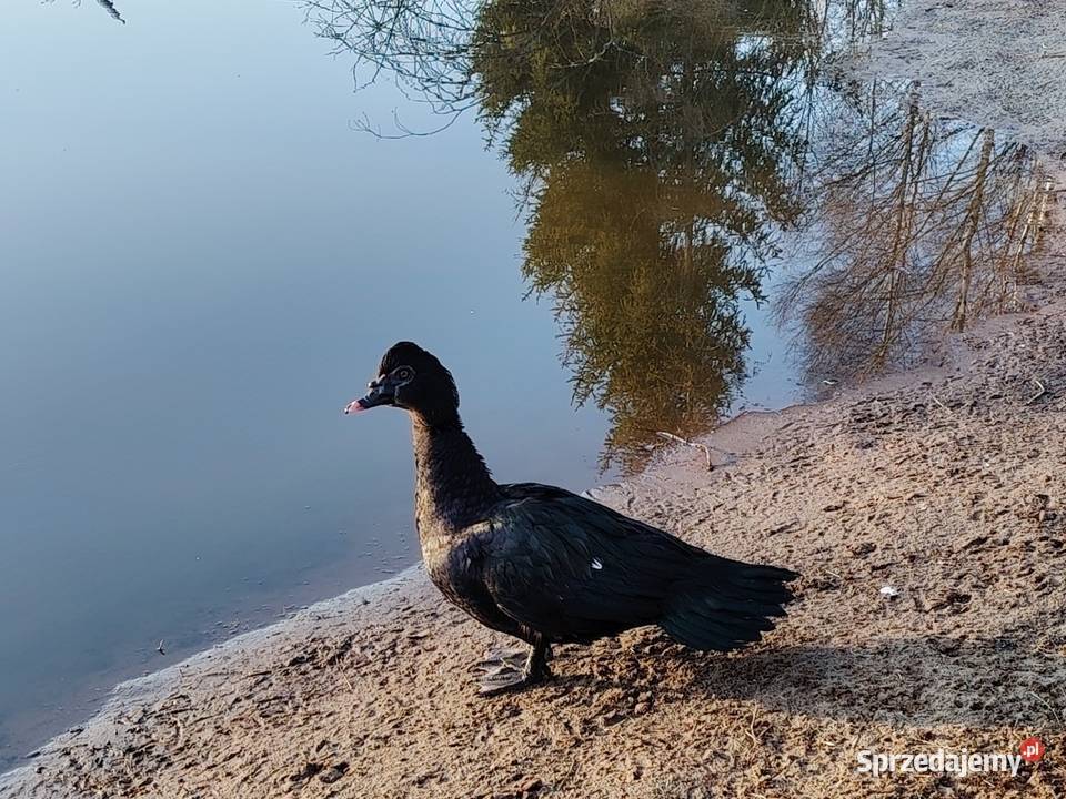 Sprzedam kaczora piżmowego w typKaczor piżmowy Ptaki Rytel