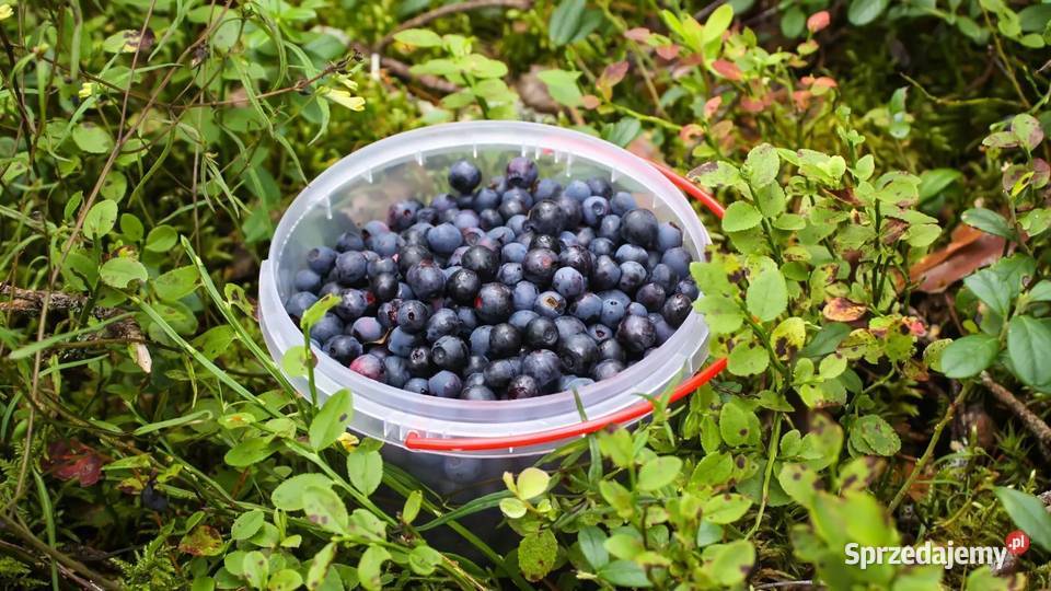 Jagody Leśne Świeże Czyste Zbierane Codziennie Ostrołęka