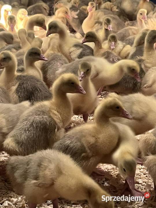 Gęsi kołudzkie małopolskie