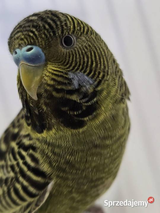 papużka falista blackface łatwo się oswaja może Katowice sprzedam