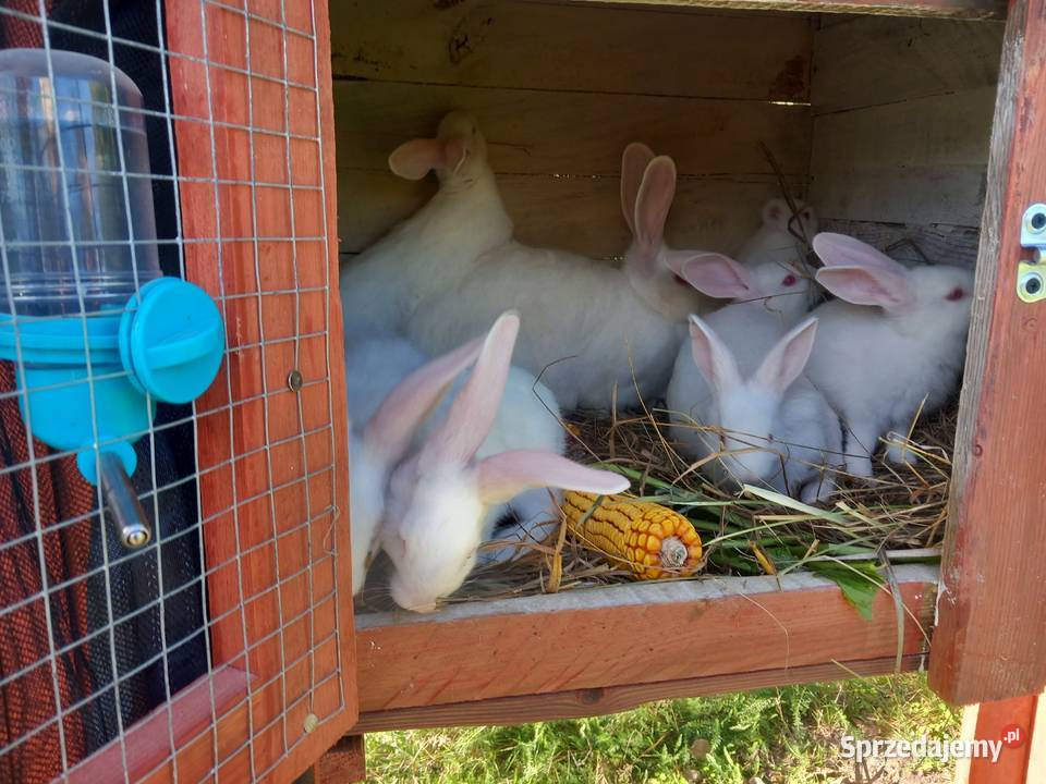 Sprzedam kruliki Lubin