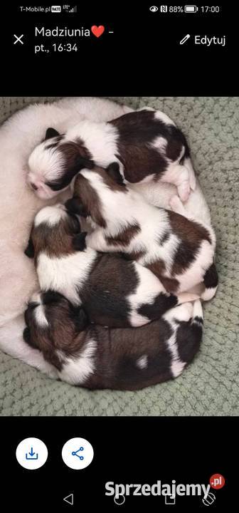 Szczenięta Shih Tzu Psy Zwoleń