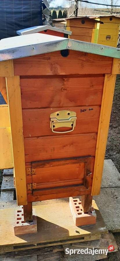 ule warszawskie zwykłe 2 letnie