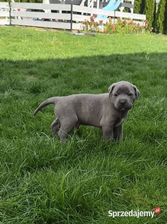 Szczenięta Cane Corso rodowodowe Cane Corso lubelskie Bychawa