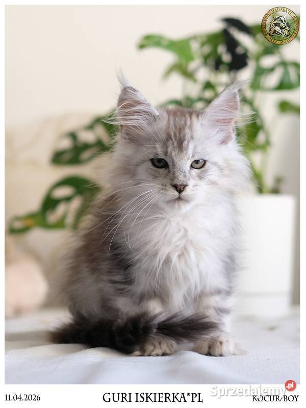 Guri uroczy jegomość kocurek maine coon Zwierzęta
