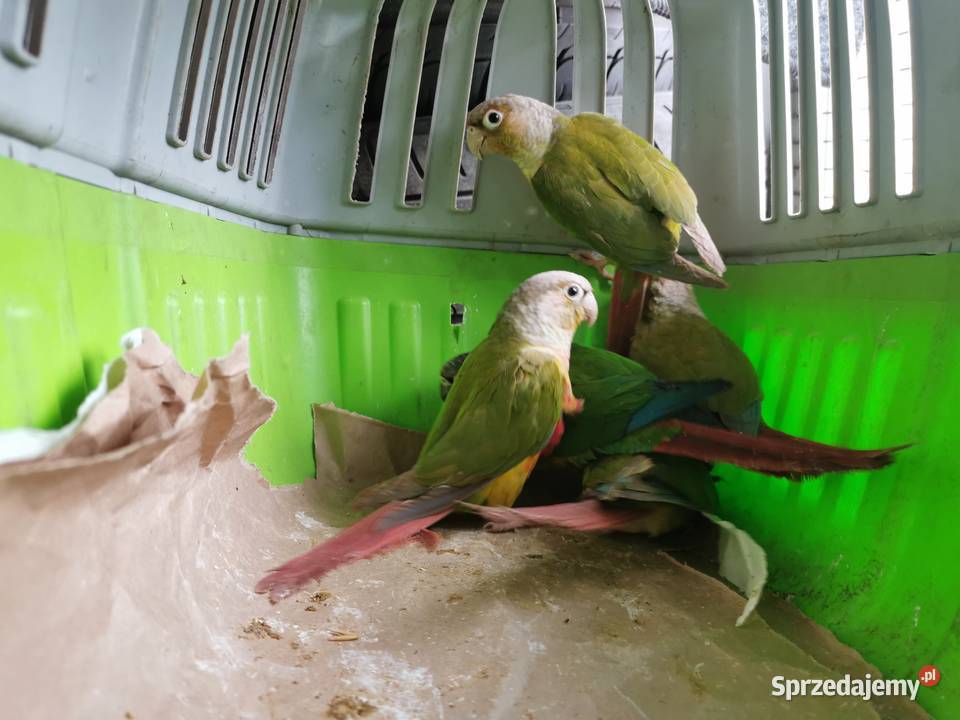 Rudosterka Rudisterki Pineaple Rozne wielkopolskie Poznań
