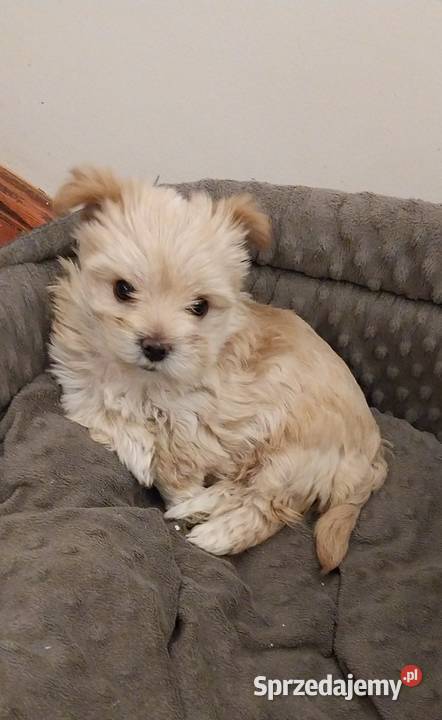 Samica Golddust Terrier białozłota Łuków