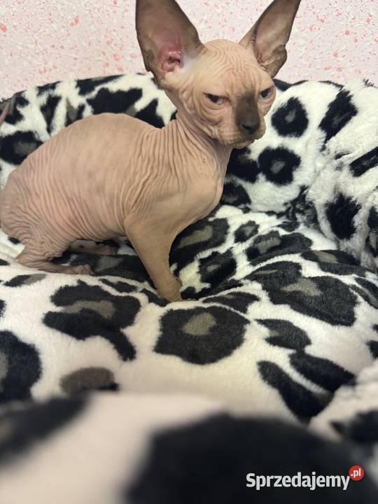 Sfinks dziewczynka Zabrze sprzedam