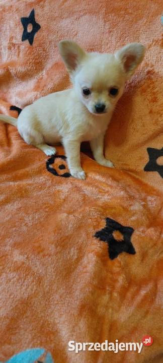 Chihuahua piesek długowłosy Zwierzęta