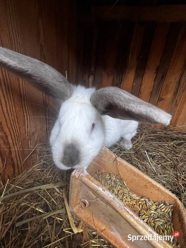 Sprzedam króliki Króliki lubelskie