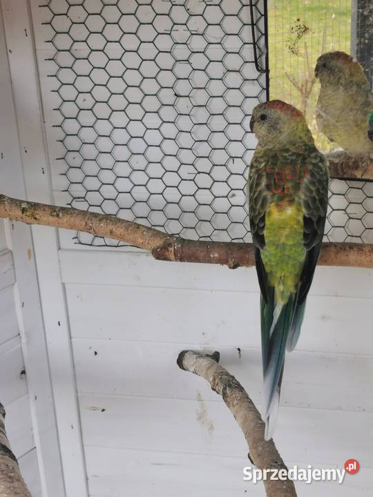 Sprzedam samicę świergotki seledynowej Ptaki Otwock