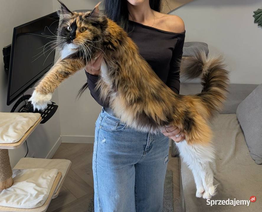 Kotka do hodowli Championach Maine Coon mazowieckie Radom