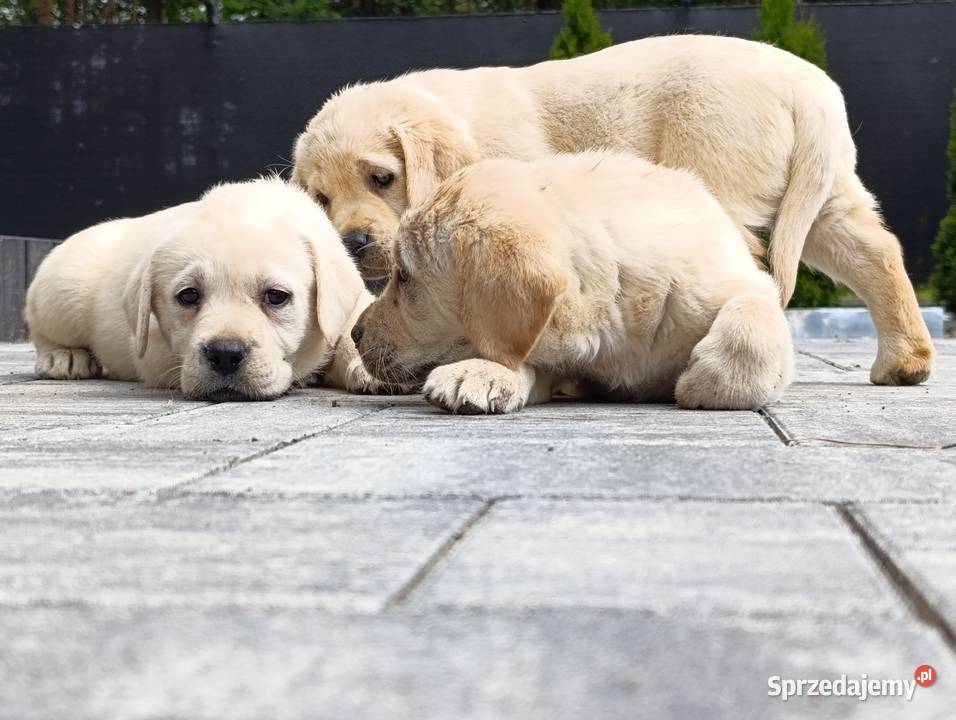 Labrador Milejowice