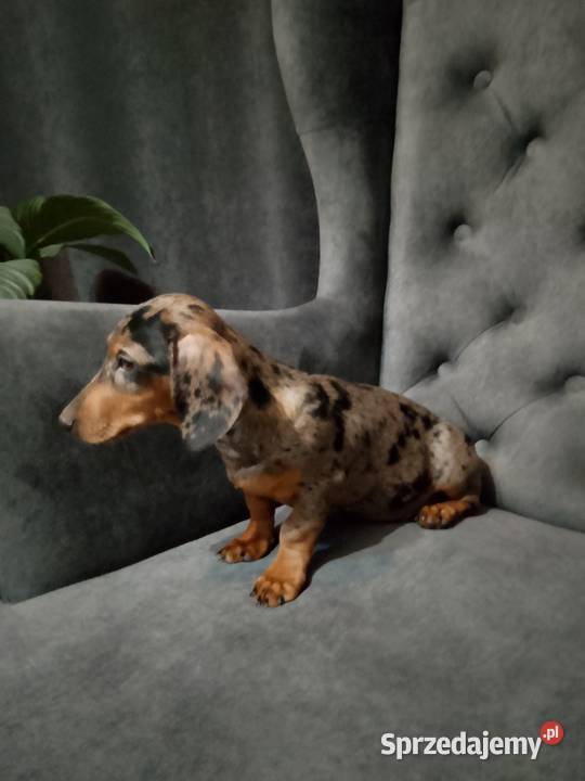 Jamnik merle piesek Żyrardów