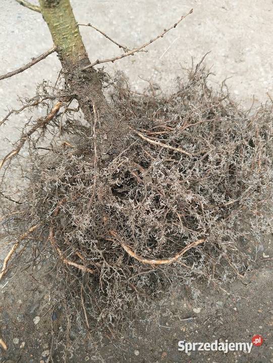 Sadzonki modrzew europejski 140 180 Szkółkowany Ogród Szczecinek sprzedam