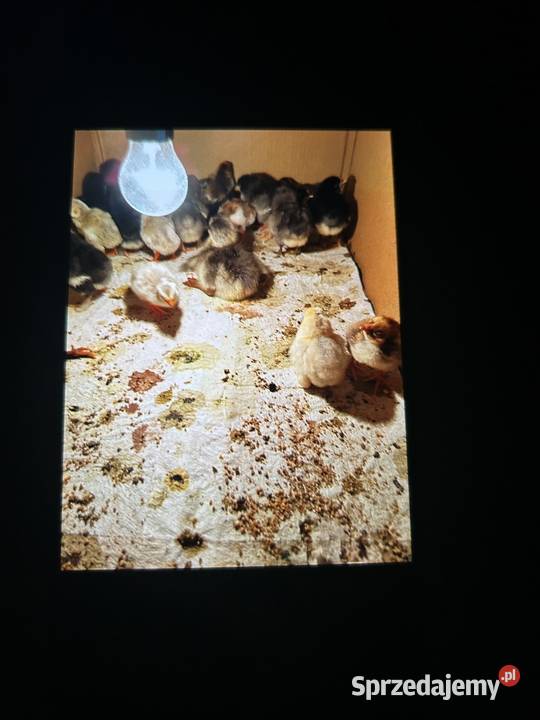 Sprzedam inkubator cleo 5 Bobowa