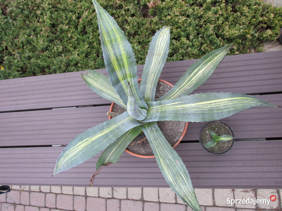Unikatowa agawa agave americana striata jedyna Kraków