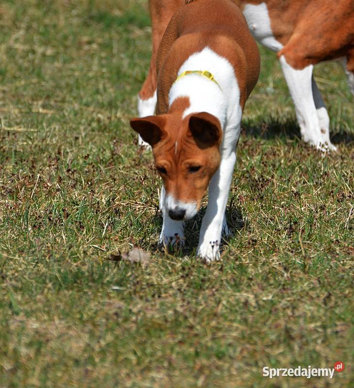 Basenji sunia Z Klanu Łobuzów FCI paszport EU Pozostałe Chełm