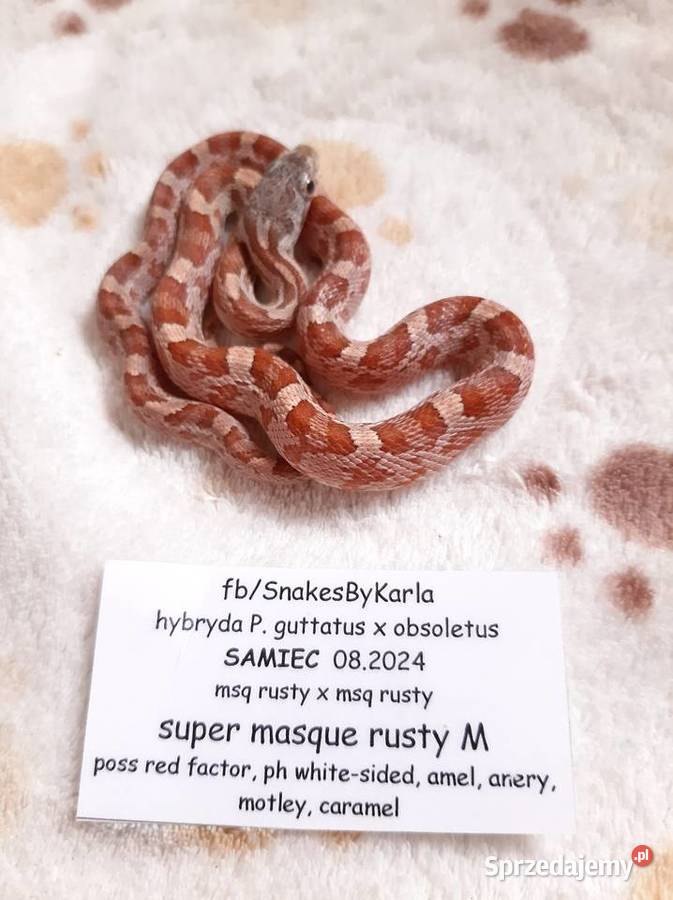 Wąż hybryda zbożówka x obsoleta beastcorn roczny Warszawa sprzedam