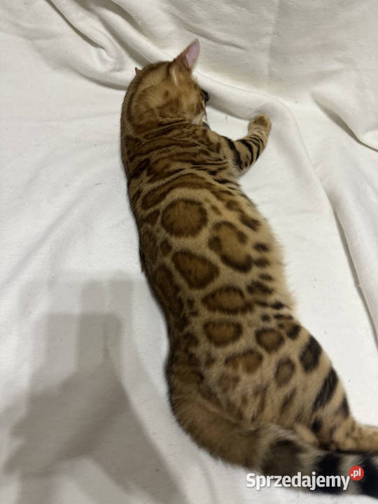 Bengalski kocur Bruno 5miesięczny Golden Spotted Warszawa