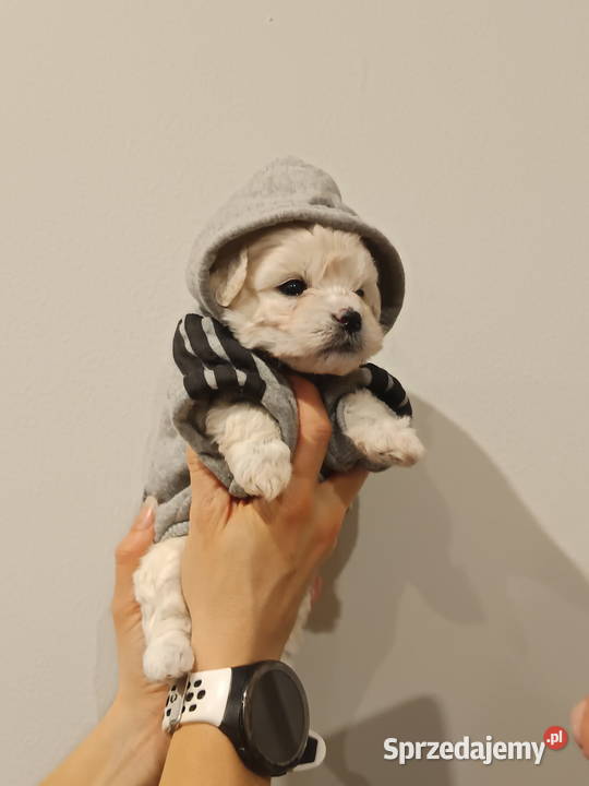 Maltipoo F1 xs Chojnice