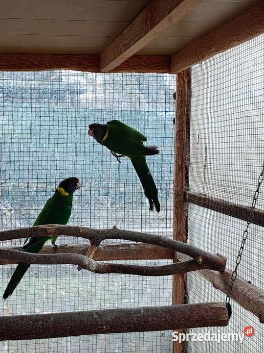 Sprzedam papugi rozella kragen Sochaczew