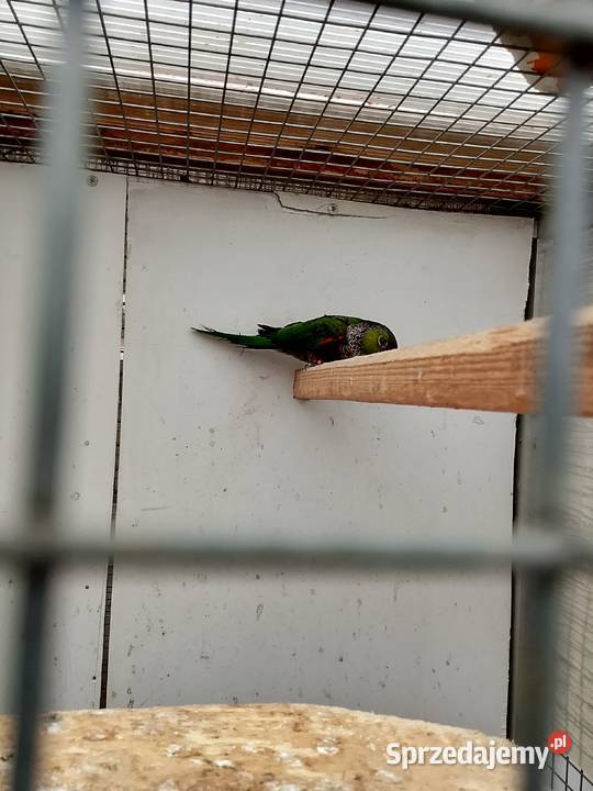 Sprzedam samicę Uście Solne