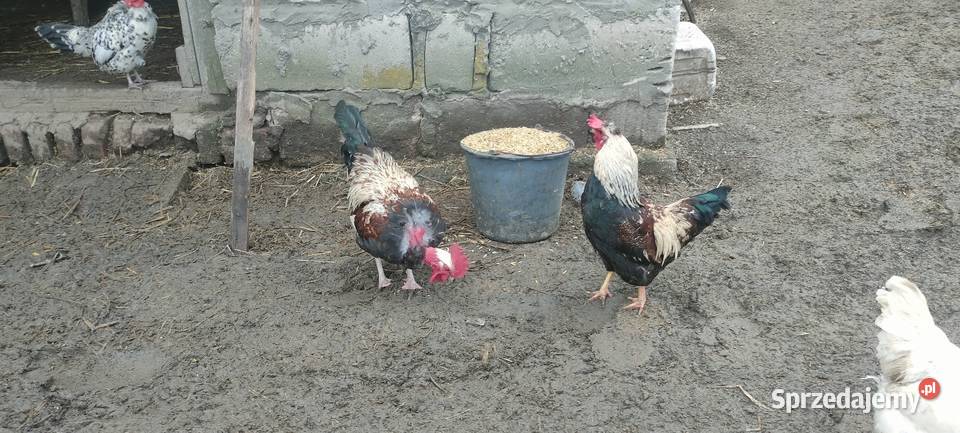 Sprzedam koguty Sobieska Wola Druga