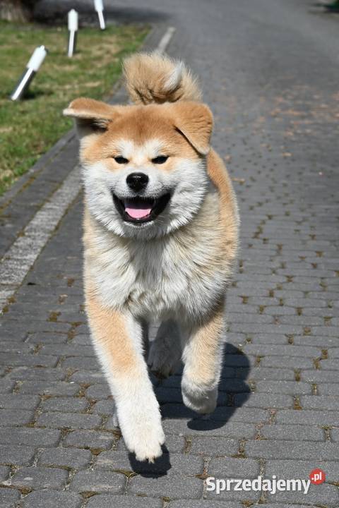 Akita inu akita japońska samiec Championie