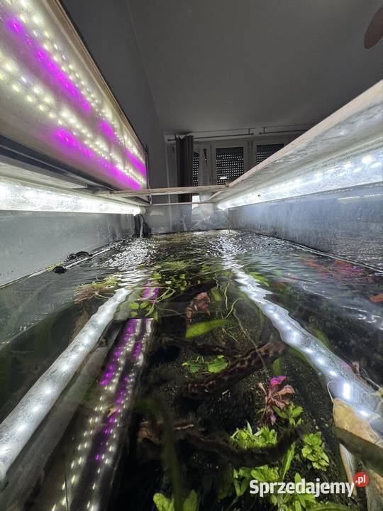Akwarium 140L Optiwhite aquael ultramax 1500 Ryby