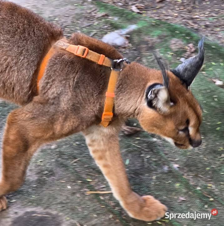 Karakal stepowy łąc Caracal caracal piękna Katowice sprzedam