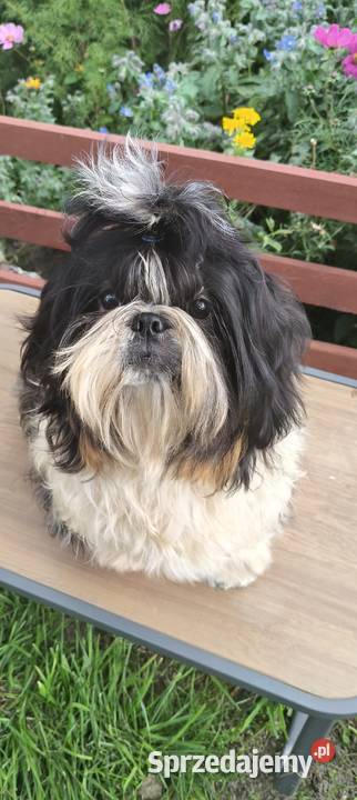 Shih tzu piesek FCI Wałbrzych