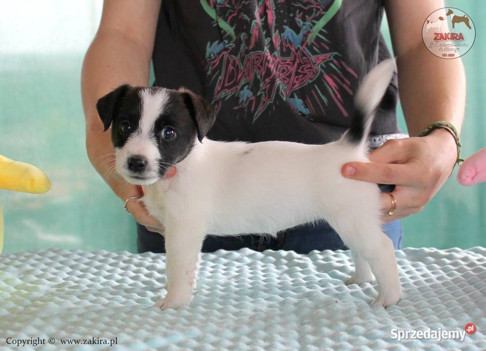 Szczenię Jack Russell Terrier zapowiedzi miotu