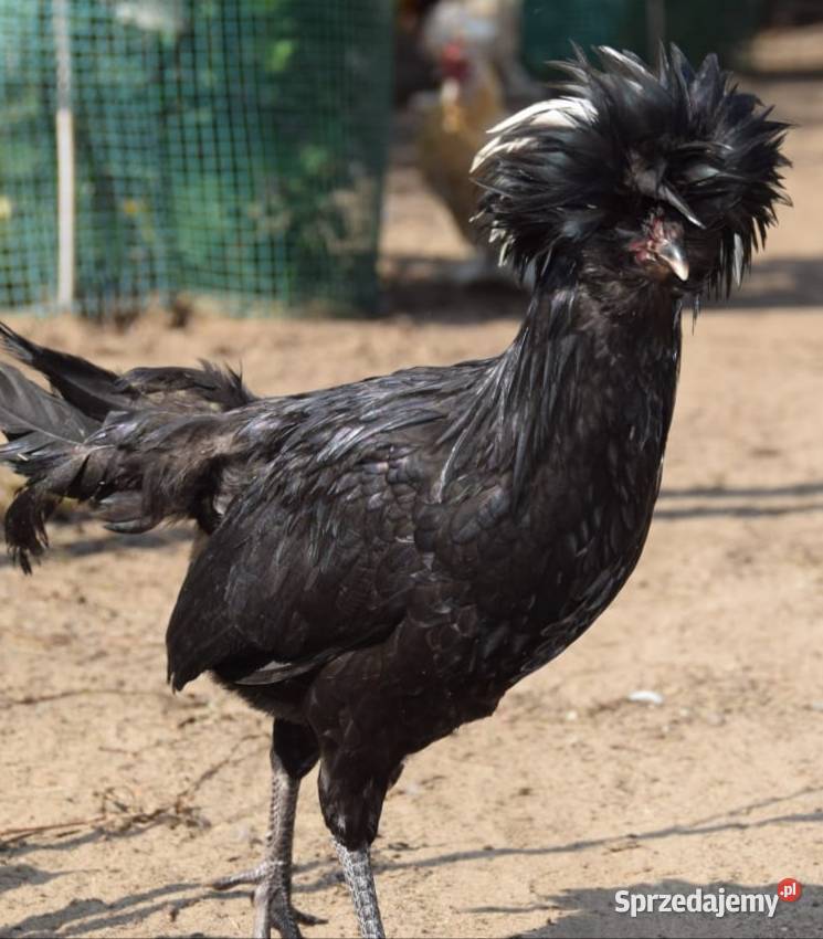 Koguty czubatki Łochów