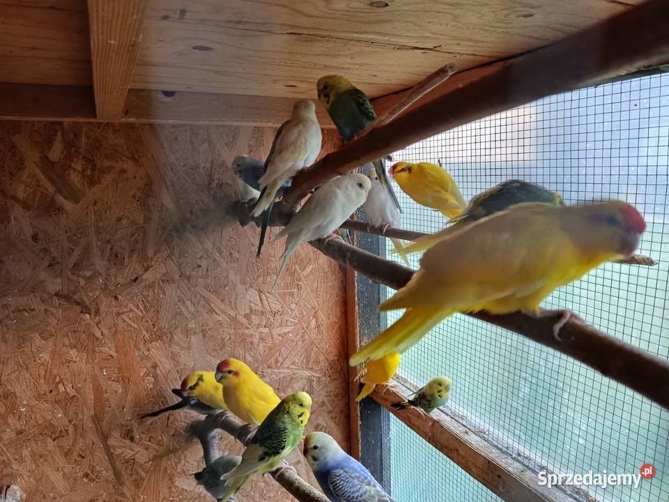 Papugi modrolotki kozy faliste nimfy i inne Jasło