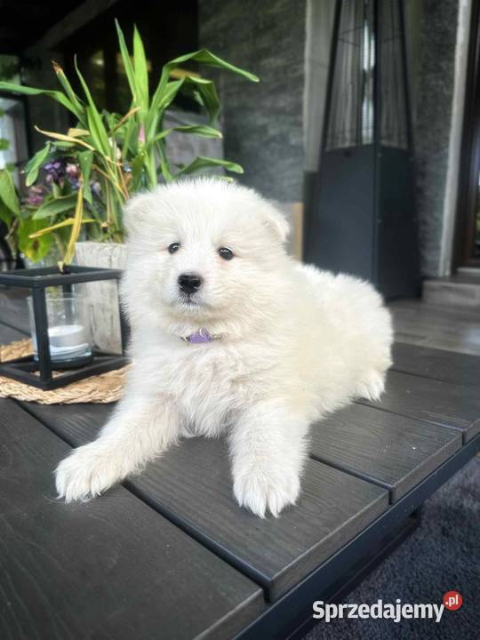 Samojed Samoyed Zapraszamy Pozostałe Pszczyna