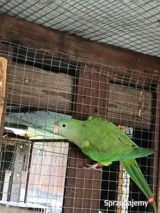 Barabanda Skawina sprzedam