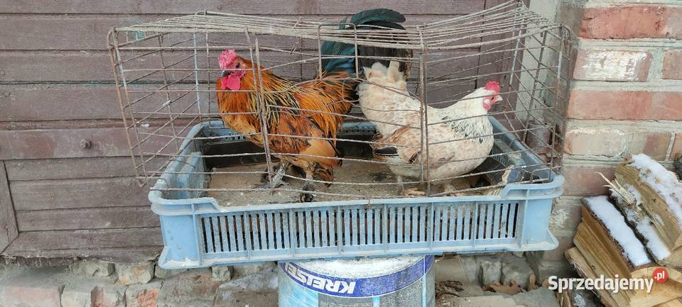 Kury liliputki Tokarówka