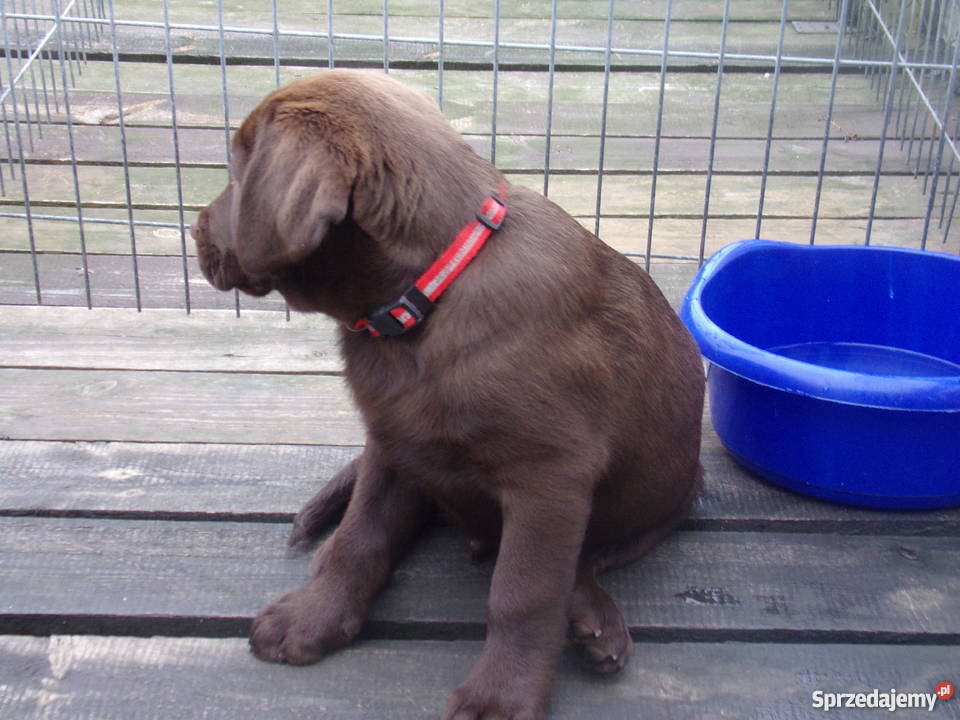 Sprzedam szczenięta labrador retriever Psy Wrocław