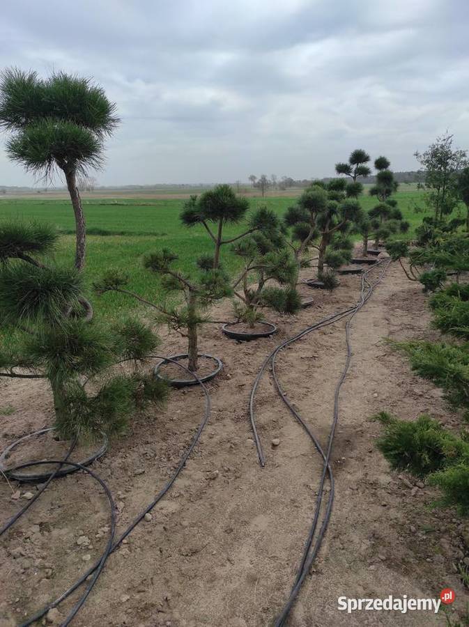 Czarna sosna bonzai bonsai Konin