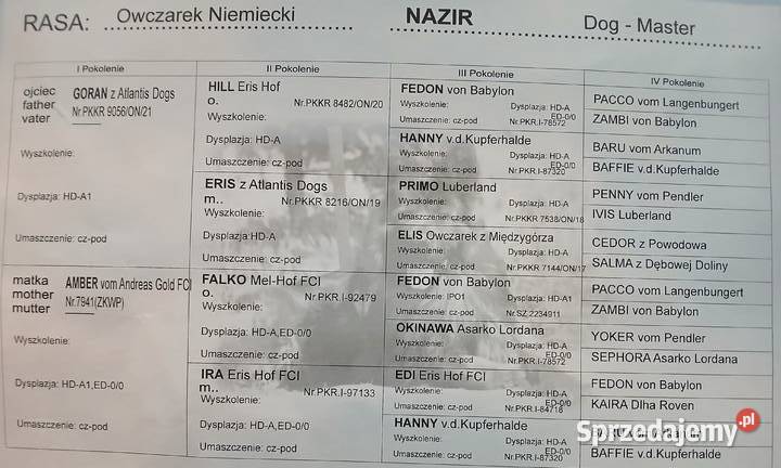 Sprzedam szczeniaki rasy owczarek niemiecki Busko-Zdrój sprzedam