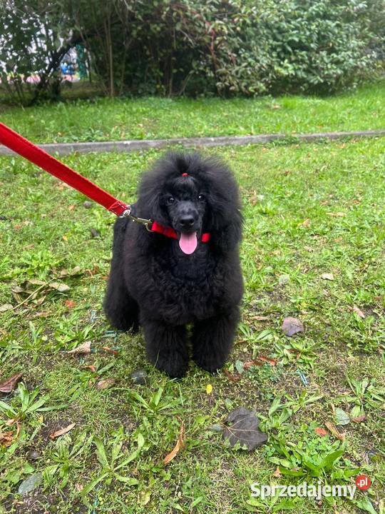 Pudel miniaturowy czarny chłopczyk FCI Zabrze