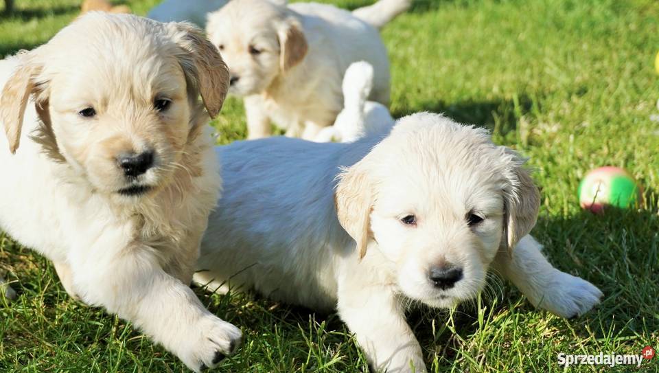 Rodowodowe Golden Retriever goldeny ZKwP FCI Łężki-Parcel sprzedam