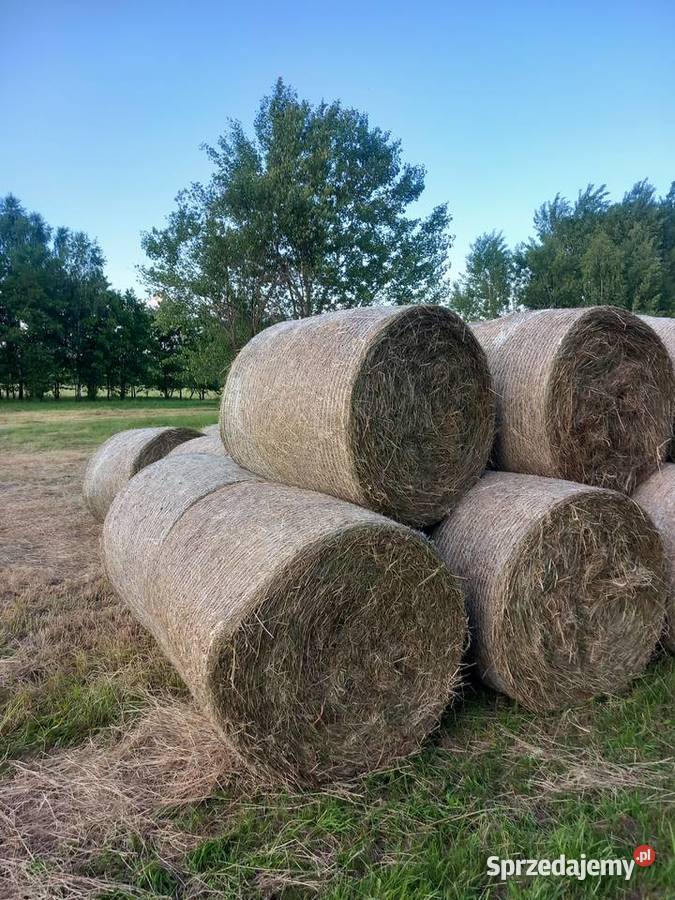 Siano w Balotach zbiór 2025 Kamienica Polska sprzedam