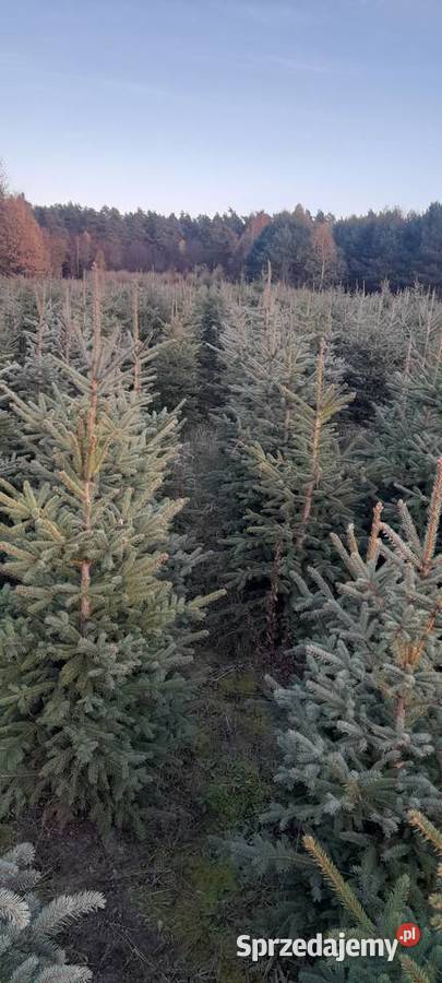 Choinka żywa świerk zwykły srebrny gałązki