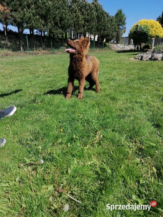 Owczarek niemiecki długowłosy liver czekoladowy Świerklany