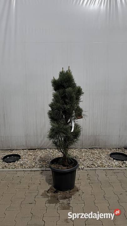Sosna Sylvestris fastigiata Glauca 100120
